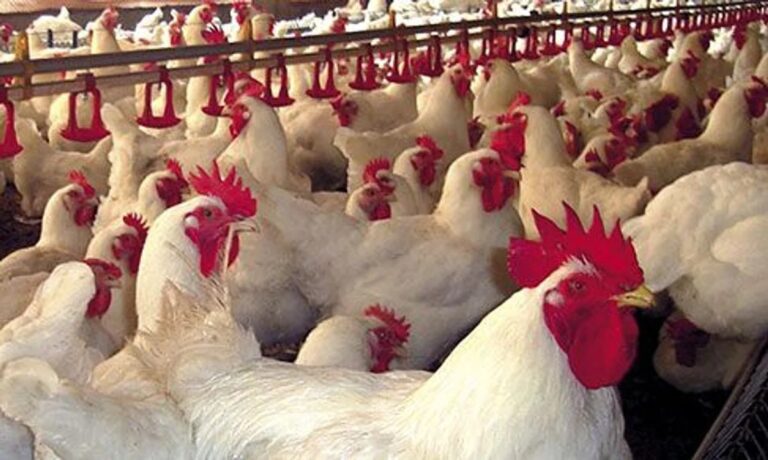 Brasil reanudó exportaciones avícolas tras suspensión por brote de Newcastle