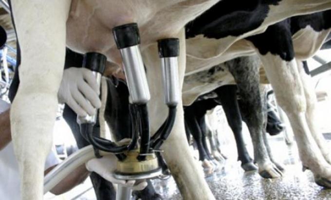 La producción de leche comenzó a tener signos de recuperación en el primer semestre del año