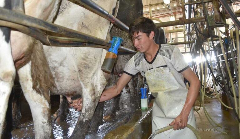 Se profundiza la crisis de producción lechera en Entre Ríos: desde 2015 desaparecieron 247 tambos