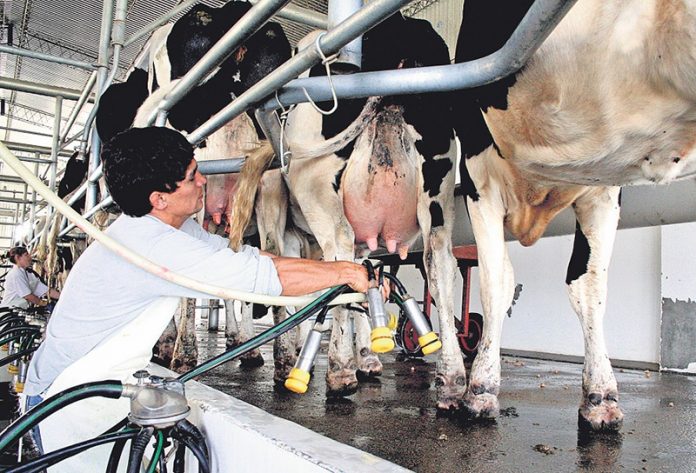 Crisis en el sector lácteo por la recesión: cierre de tambos, despidos y baja del consumo