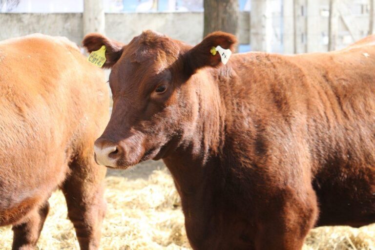 Rosgan rematará entre jueves y viernes 40.000 animales en la Rural de Palermo