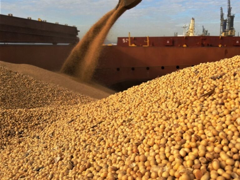China: crisis en la industria porcina y caída en las importaciones de soja