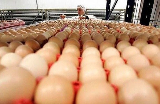 Estudio del INTI destaca que la producción de huevos en Argentina deja menos huella de carbono