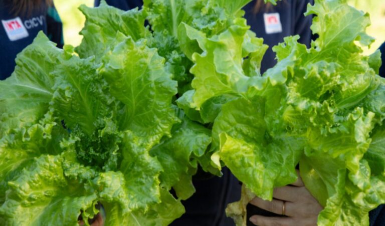 Presentan una lechuga que posee mayor cantidad de hojas y casi el doble de peso