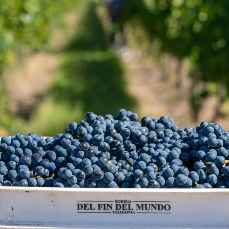 Pinot Noir, la cepa que seduce por su delicadeza y versatilidad gastronómica