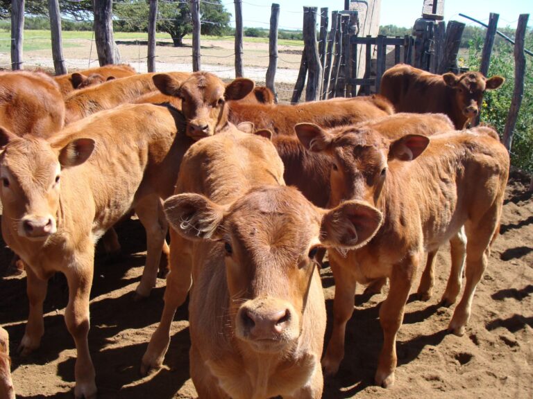Expertos analizarán el impacto del virus de la diarrea viral bovina