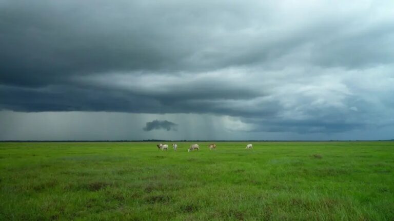 Pocos milímetros y para muy pocos: el trigo regular vuelve a subir a un 8%