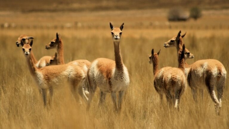 Fibra de vicuña: cómo potenciar el agregado de valor local