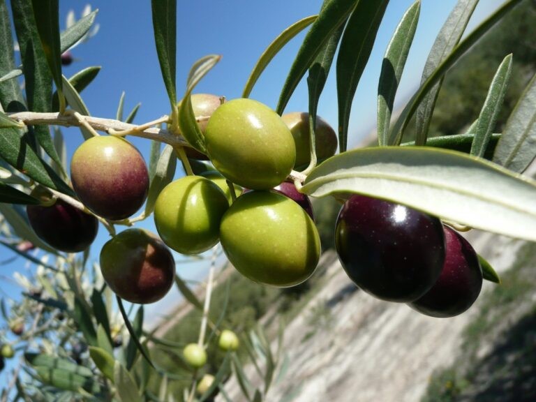 El desarrollo de variedades adaptadas potencia la productividad de la olivicultura
