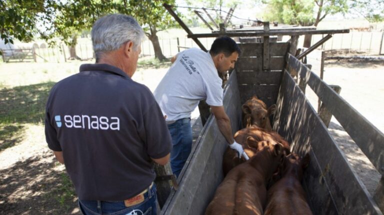 Comienza la segunda campaña anual de vacunación contra la fiebre aftosa