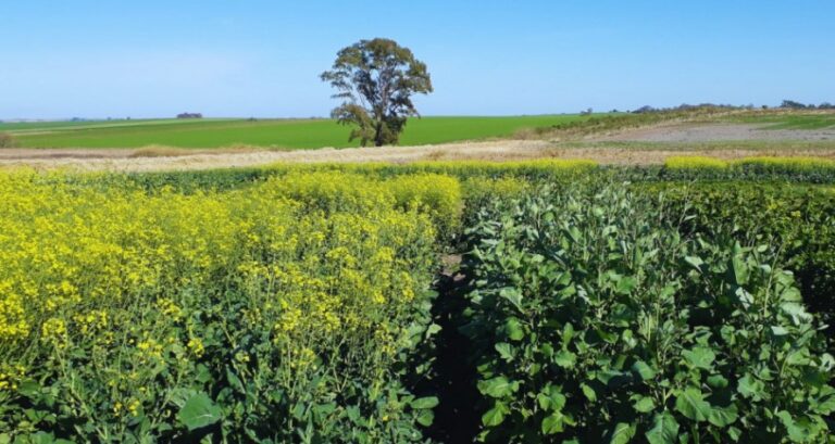 El Inta lidera el mejoramiento genético de colza