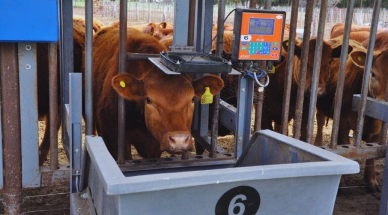 Optimizar la ganadería: tecnologías para la toma de decisiones