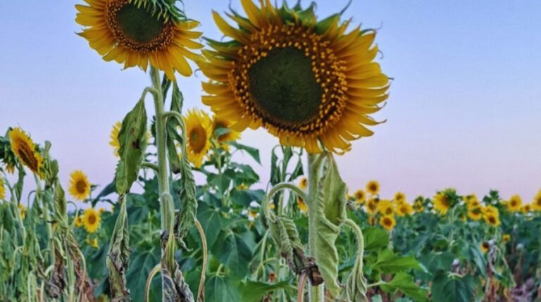 Jopo: conocer esta planta invasiva, clave para evitar que llegue al país