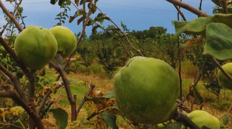 El INTA impulsa la producción de membrillo como cultivo alternativo