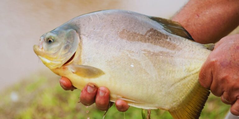 Cultivo de peces, mariscos y algas: una actividad con futuro promisorio