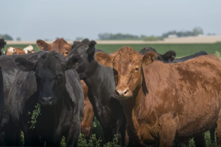 Precios de la hacienda: pese al bajo nivel de oferta, la demanda pone techo a la suba de los valores