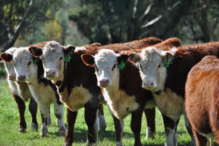 Menor salida de terneros livianos y aparente crecimiento de las recrías se ve reflejado en el perfil de encierre de los corrales