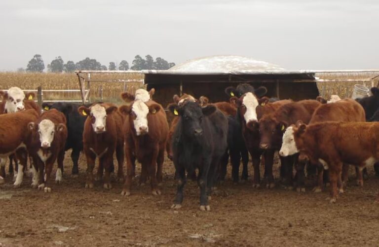 Engorde a corral: indicios de incipiente recuperación de las recrías y encierre de animales más pesados