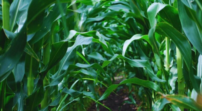 Maíz: refertilizar con nitrógeno para maximizar los rendimientos