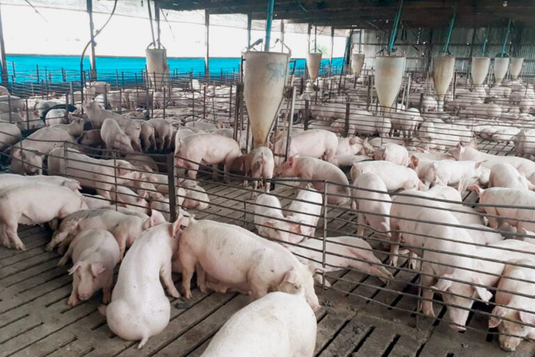 Argentina: hacia una producción porcina más sostenible