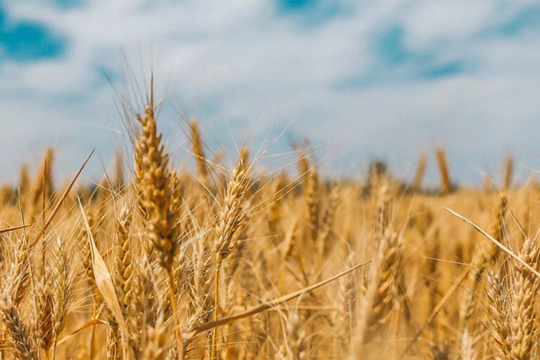 Las lluvias llegaron tarde para el trigo y se estima una producción de 18,8 millones de toneladas