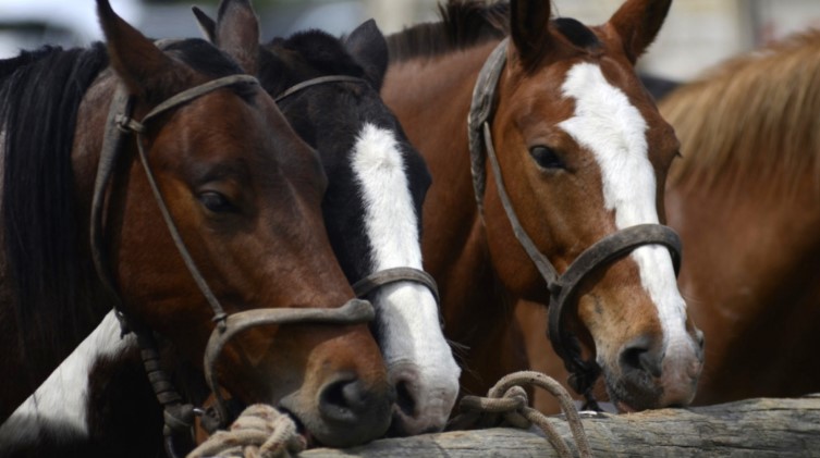 Argentina logró la apertura del mercado de Omán para la exportación de equinos en pie