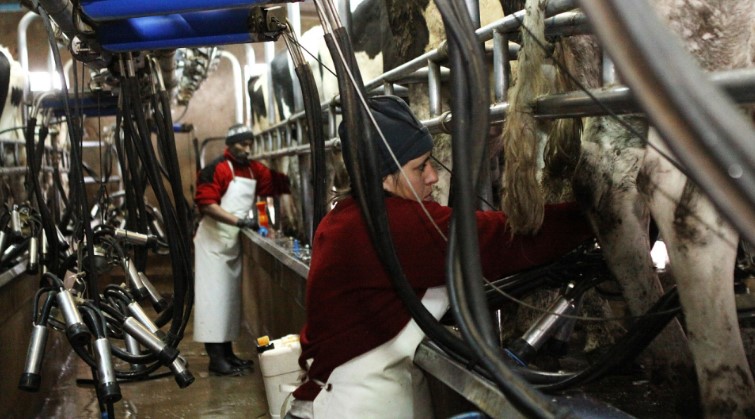 Animales de producción: medidas para prevenir el estrés térmico en tambos