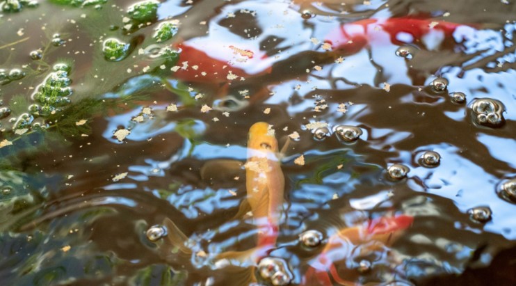 Sistema combinado de acuaponía para integrar la producción de peces y vegetales