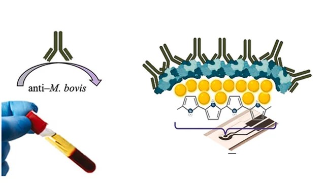 Desarrollan un test portátil y rápido para la detección de la tuberculosis bovina