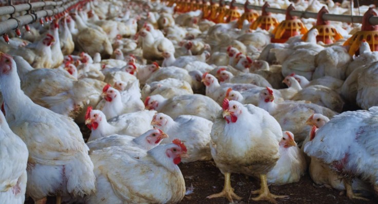 El apilado de cama de pollo se consolida como una alternativa sanitaria