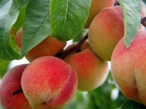 El INTA San Pedro pone el foco en la biotecnología para mejorar las variedades de frutales de carozo