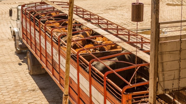 Cómo prevenir del estrés térmico en vehículos de transporte de animales
