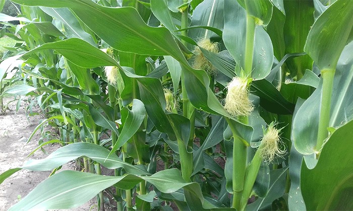 Comenzó la floración del maíz temprano y el 21% tendría casi asegurado buenos rindes