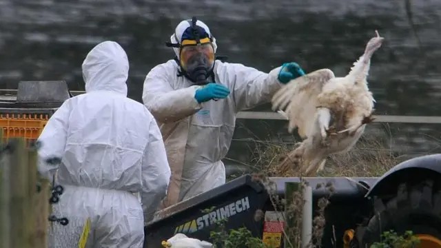 Estados Unidos confirma primer caso humano grave de gripe aviar