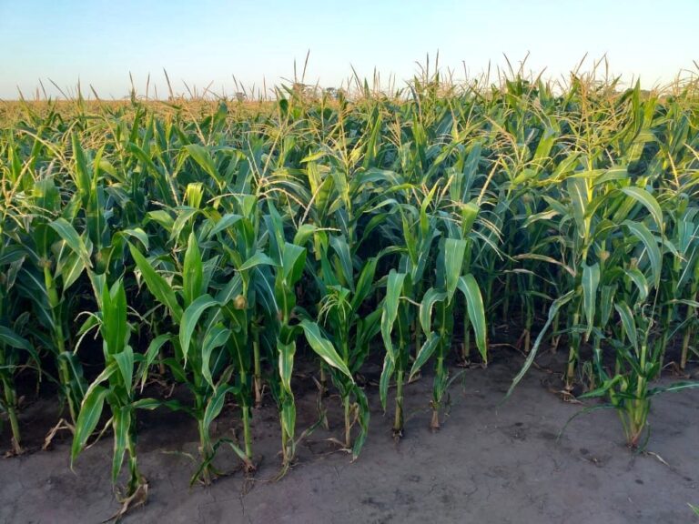 El maíz tardío 24/25 podría cubrir el 12% del área maicera total en región núcleo
