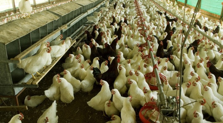 La FAO alerta a países latinoamericanos sobre el riesgo de propagación de influenza aviar