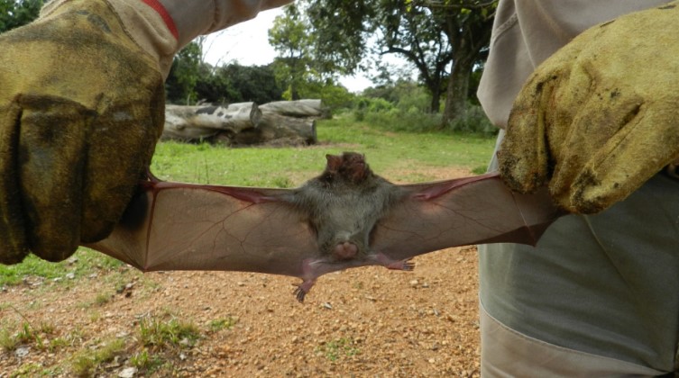Medidas de contención sanitaria por brotes de rabia paresiante en Misiones