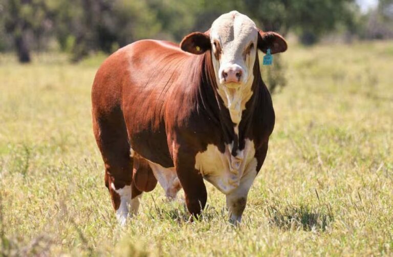 Mercado de reproductores: aún con mucha cautela, los toros recuperan terreno con miras al próximo ciclo