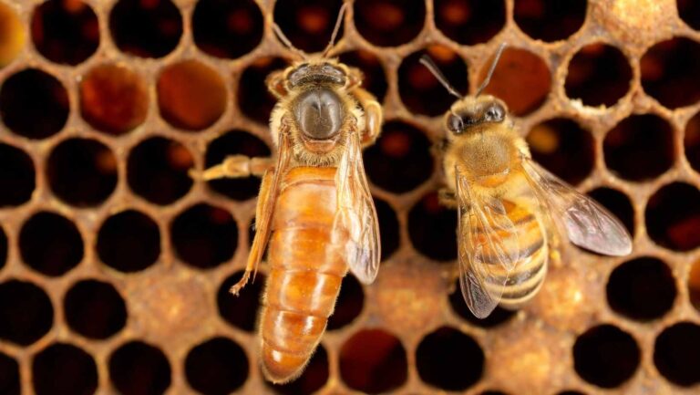Apicultores entrerrianos exportaron por primera vez abejas reinas a Uruguay
