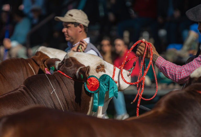 Mundial Braford prepara apertura de inscripciones de animales