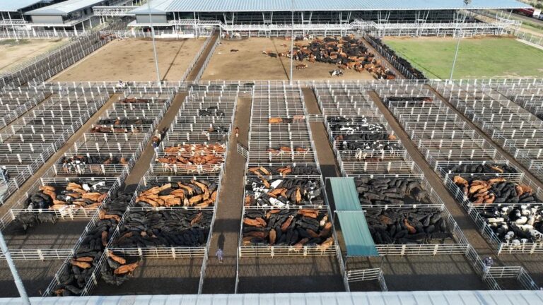 Escasa oferta de novillos en el Mercado de Cañuelas impulsará el precio de la carne en pocos días