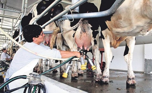 Estiman que la producción de leche a nivel nacional tenga un significativo repunte