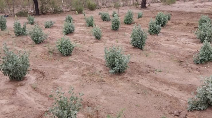 Zampa: la planta forrajera que ayuda a suplementar pequeños rumiantes