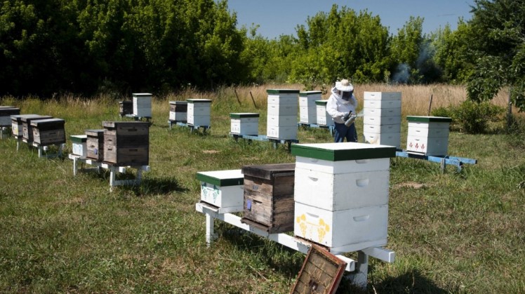 Actualización del stock de colmenas para garantizar la sanidad de los apiarios