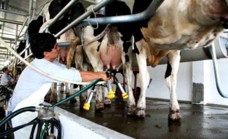 La producción de leche creció en enero un 5,6% en la medición interanual