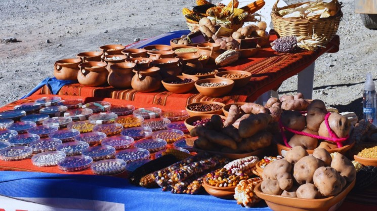 Estrategias e innovaciones para recuperar la agrobiodiversidad en la Puna catamarqueña