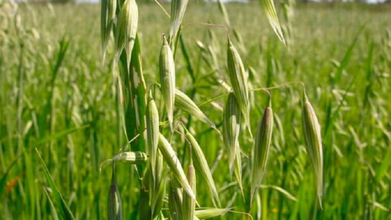 Presentan nueva variedad de avena que se adapta a diversos ambientes productivos