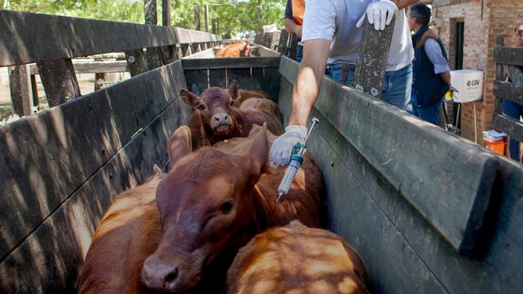 Cayó el número de animales vacunados contra la aftosa en 2024