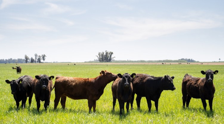 Modifican plazos para campos exportadores de ganado a la Unión Europea