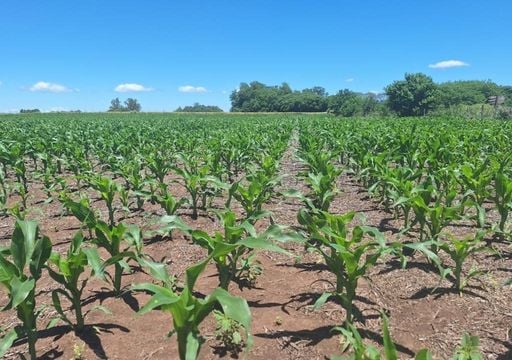 Las lluvias llegaron tarde para contener las pérdidas en soja y maíz